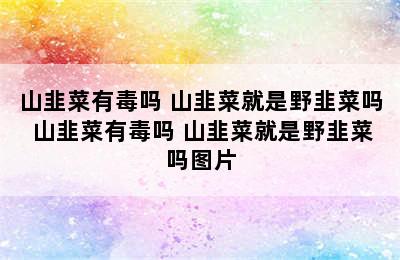 山韭菜有毒吗 山韭菜就是野韭菜吗 山韭菜有毒吗 山韭菜就是野韭菜吗图片